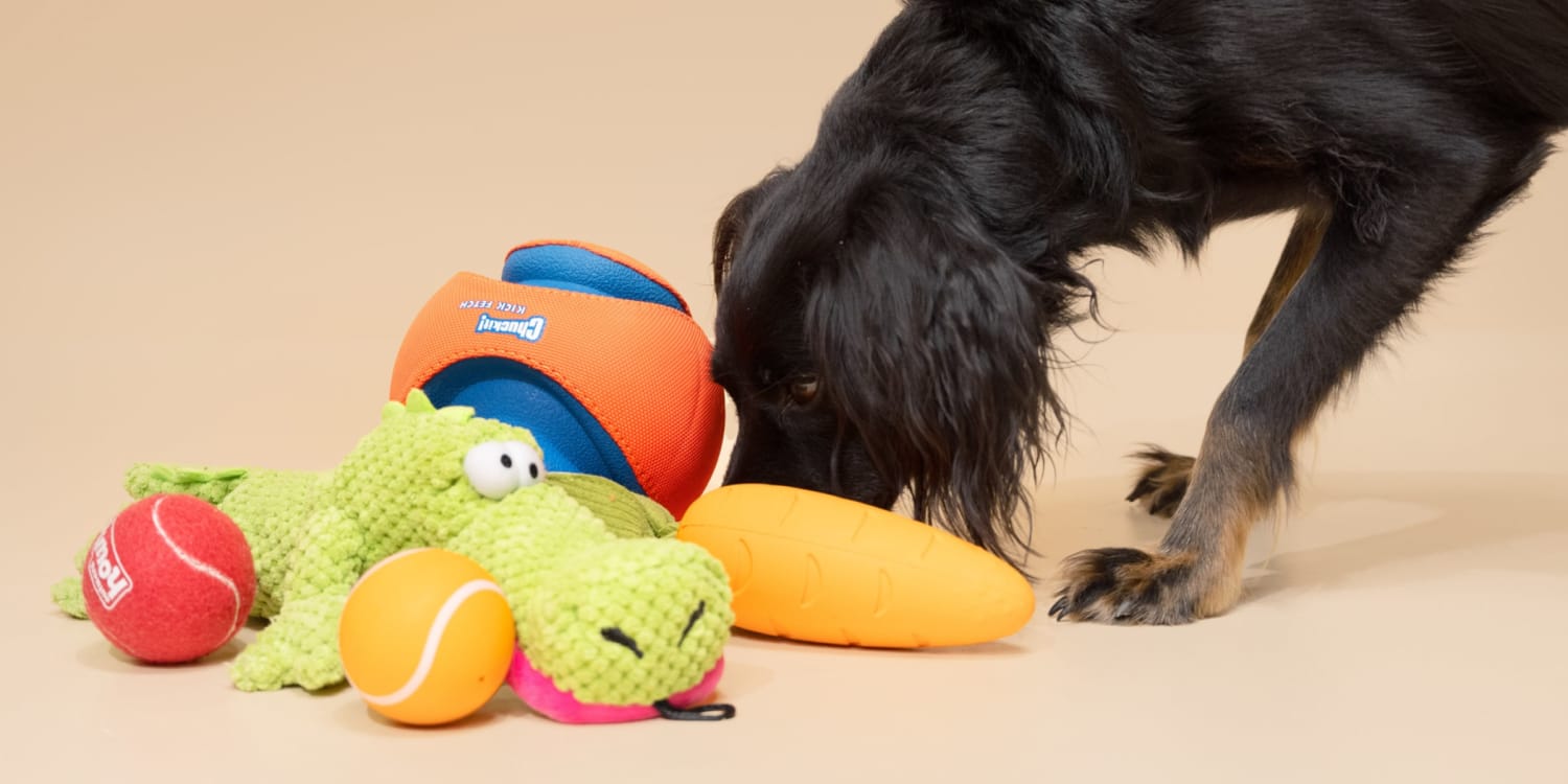 dog modeling next to a bunch of dog toys